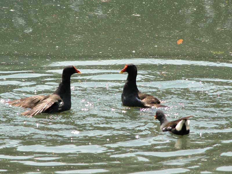 Gallinella d''acqua - Gallinula chloropus